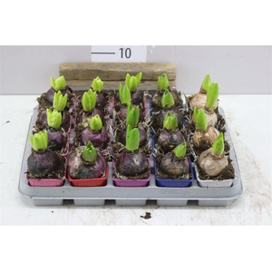Hyacinthus Gemengd 1pp