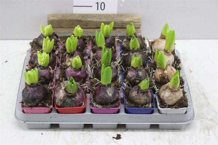<h4>Hyacinthus Gemengd 1pp</h4>
