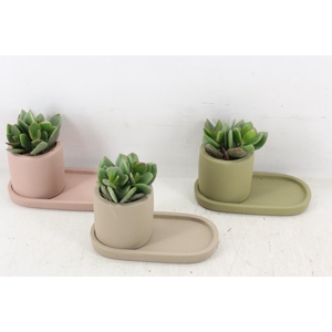 arr3 Demi - Ker. plateau mix