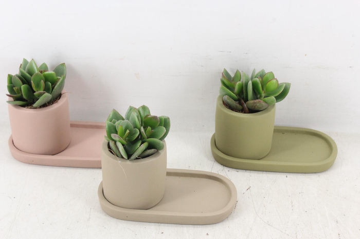 <h4>arr3 Demi - Ker. plateau mix</h4>