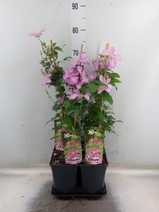 <h4>Clematis   ...</h4>