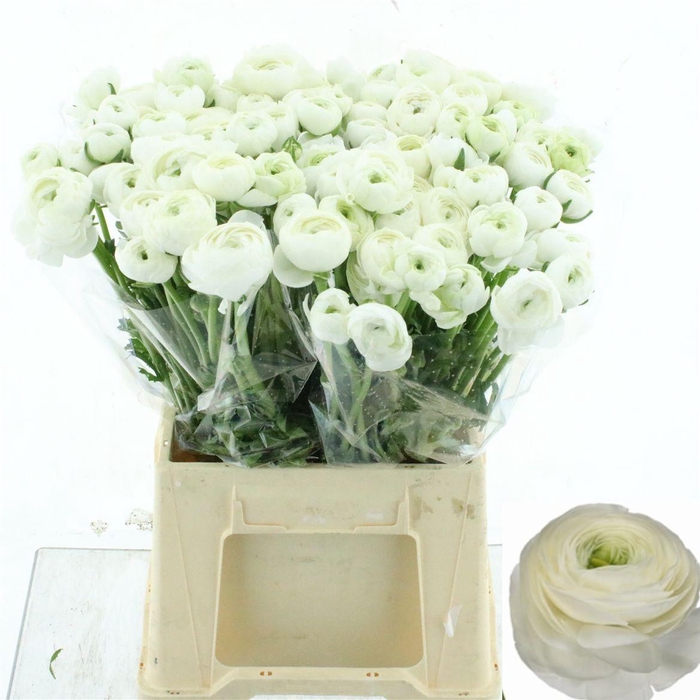 <h4>RAN SU NIVEO</h4>