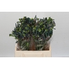 Anigozanthos Celebrations Firework