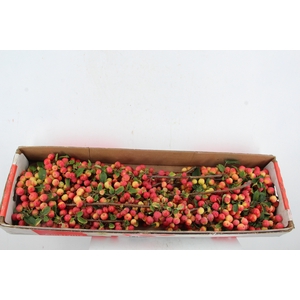 MALUS RED SENTINEL 65CM