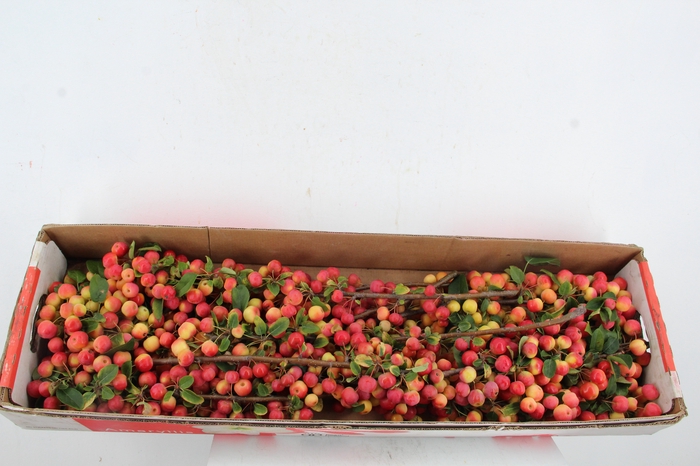 <h4>MALUS RED SENTINEL 65CM</h4>