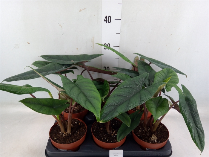 <h4>Alocasia scalprum</h4>