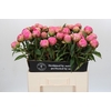 Paeonia Jacorma