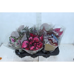 BEGONIA BELEAF P15 PO