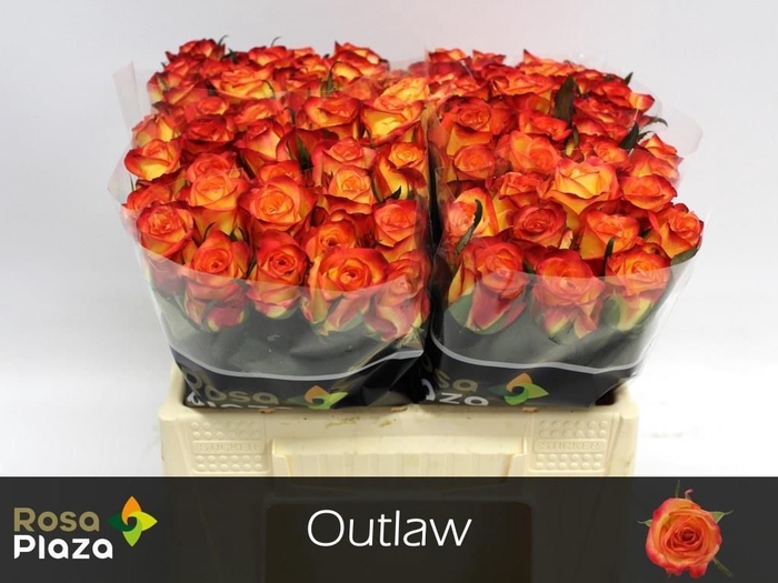 <h4>R GR OUTLAW!</h4>