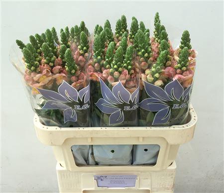 <h4>ANTIR TOULON APRICOT</h4>