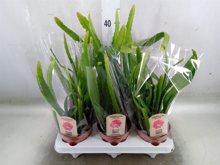 <h4>Epiphyllum   ...</h4>