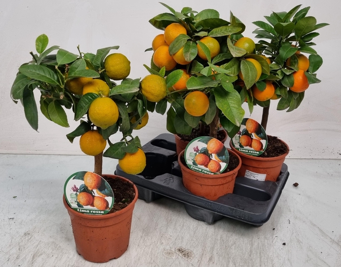 <h4>CITR LIMETTA</h4>