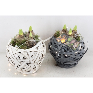 arr4 Hyacint MB - Bolmand grijs/wit x6 LED