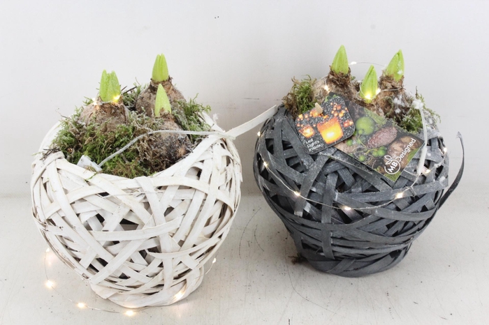 <h4>arr4 Hyacint MB - Bolmand grijs/wit x6 LED</h4>