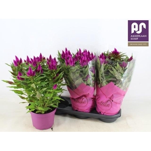 CEL DEEP PURPLE
