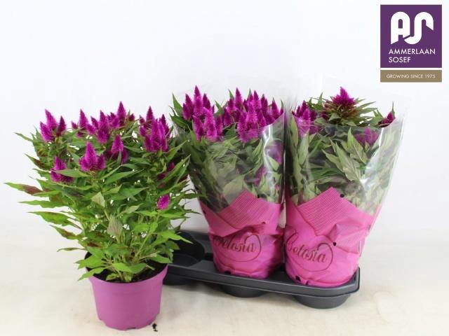 <h4>CEL DEEP PURPLE</h4>