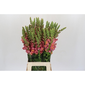 Antirrhinum Potomac Dark Orange