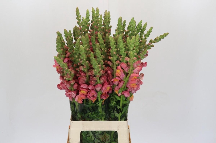 <h4>Antirrhinum Potomac Dark Orange</h4>