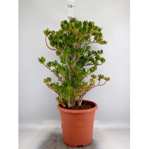 Crassula ovata