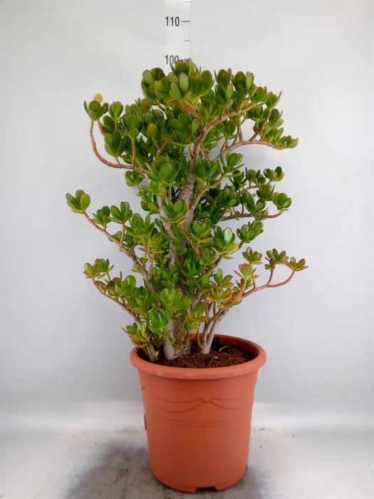 <h4>Crassula ovata</h4>