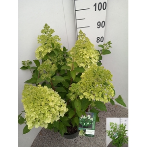 HYDR PANICULATA