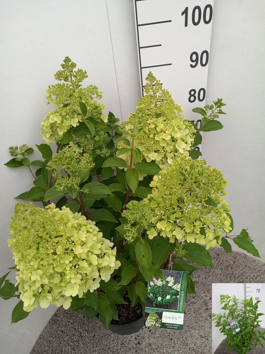 <h4>HYDR PANICULATA</h4>