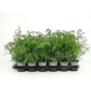 Cryptomeria japonica 'Elegans Viridis'