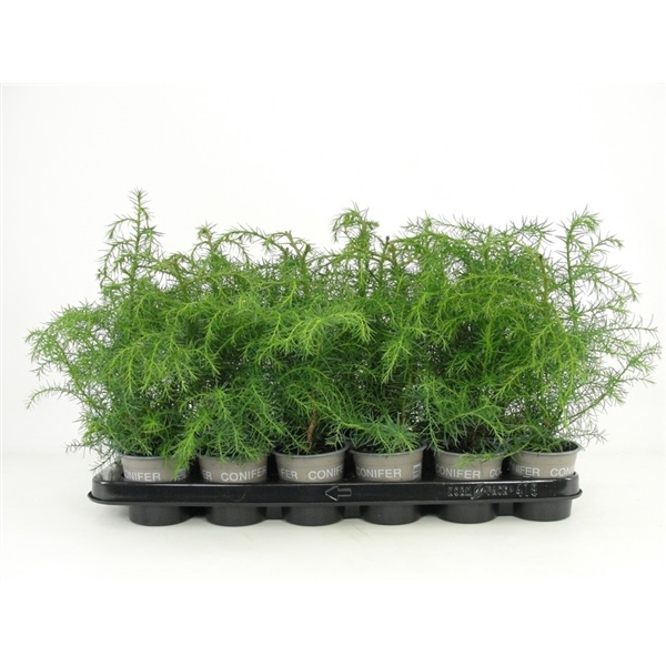 <h4>Cryptomeria japonica 'Elegans Viridis'</h4>