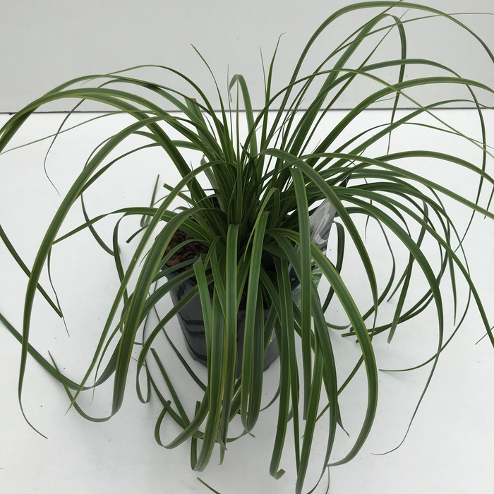 <h4>Graminées Carex 'Everlime'</h4>