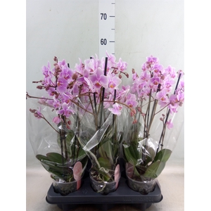 Phalaenopsis multi. 'FC Rosanne'