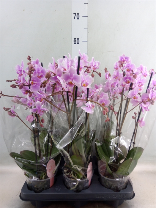 <h4>Phalaenopsis multi. 'FC Rosanne'</h4>