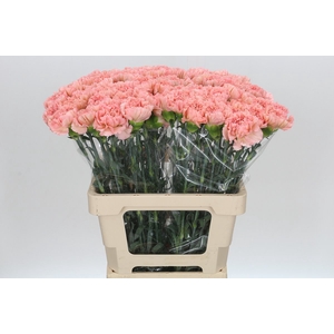 Dianthus St Lege Marrone