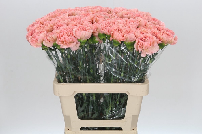 <h4>Dianthus St Lege Marrone</h4>