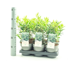 Sarcococca hookeriana humilis