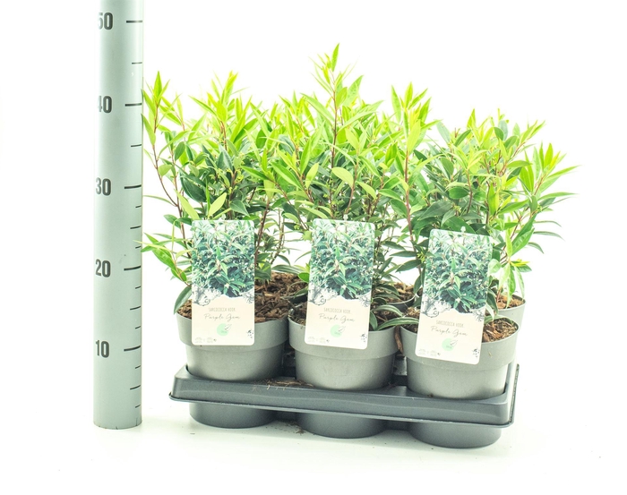 <h4>Sarcococca hookeriana humilis</h4>