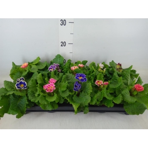 Primula ac. 'Sirococco'   ...mix
