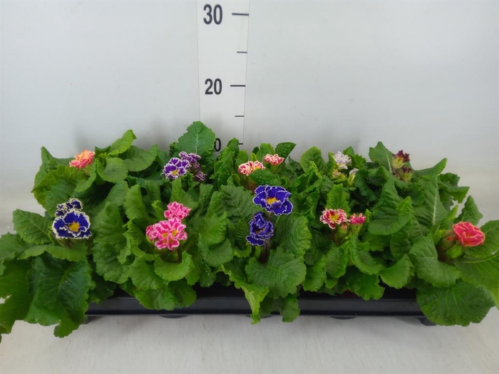<h4>Primula ac. 'Sirococco'   ...mix</h4>