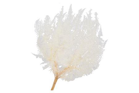 <h4>Dry Bleached Gull Varen Prepaired 75x65cm</h4>