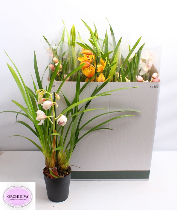 <h4>CYMB GEMENGD</h4>