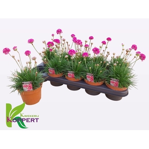 ARMERIA MARITIMA