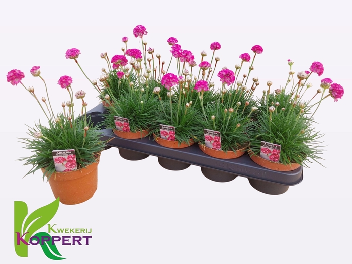 <h4>ARMERIA MARITIMA</h4>