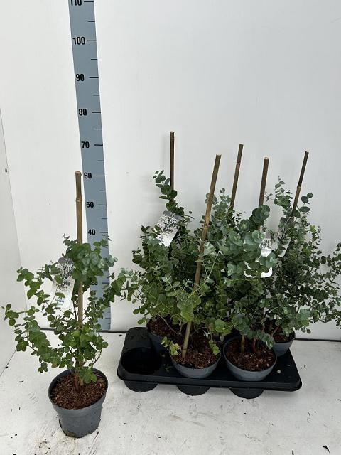 <h4>EUCAL URNIGERA</h4>