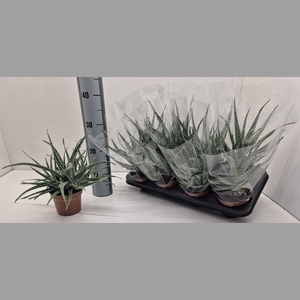 ALOE ARBORESCENS