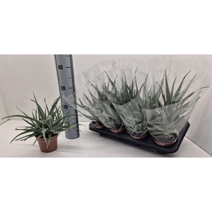 ALOE ARBORESCENS