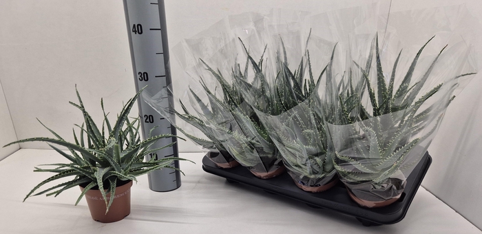 <h4>ALOE ARBORESCENS</h4>
