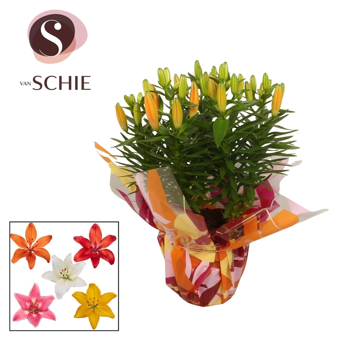 <h4>Az Mix 19cm Rondella LEAFS</h4>