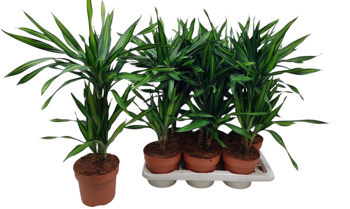 <h4>DRA FRAG RIKI</h4>