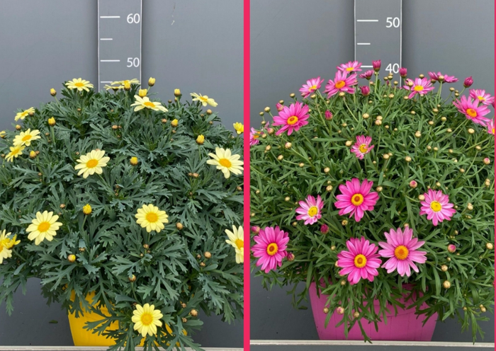 Argyranthemum frutescens overig