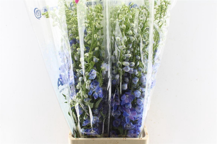 <h4>Delph El Guard Blue</h4>