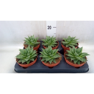 xGasteraloe  'Noa'